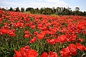 Papaveri (IMG_6539_1)
